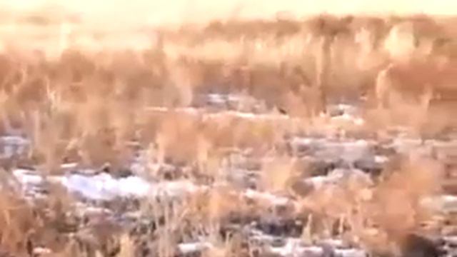 Редкое животное Манул(биография)-Rare animal Manul (biography) смотреть онлайн