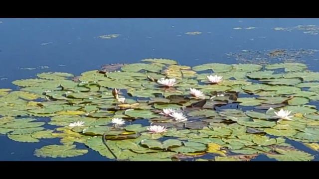 Краснодар Золотой город Прогулка по окрестности 2 ч смотреть онлайн