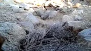 Ахота на курапатки(1)