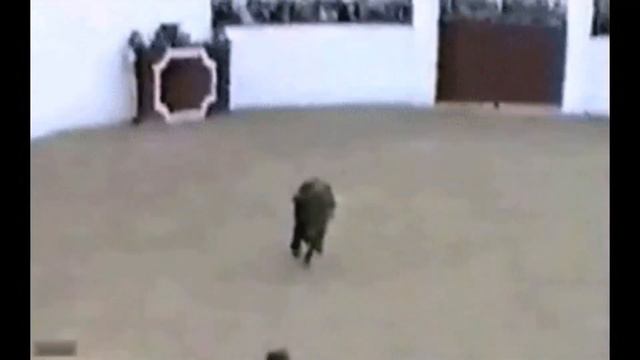 Взрослые игры с быками || bull game || смотреть онлайн