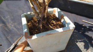 Расширение ствола у фикуса. Завершающая стадия формирования толстого ствола бонсай! Фикус Ретуса.