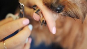 КАК ПОДСТРИЧЬ КОГТИ СОБАКЕ