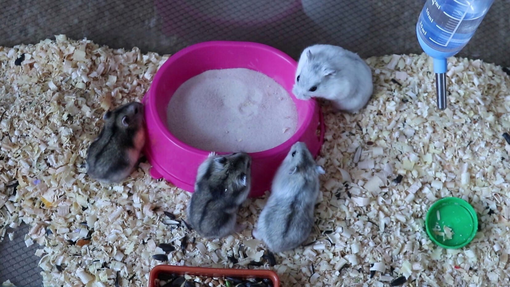 РЕАКЦИЯ ХОМЯЧКОВ НА ПЕСОК ДЛЯ КУПАНИЯ / ХОМЯЧАТАМ 23 ДНЯ ОТ РОДУ / ХОМЯЧКИ РОБОРОВСОКГО смотреть онлайн