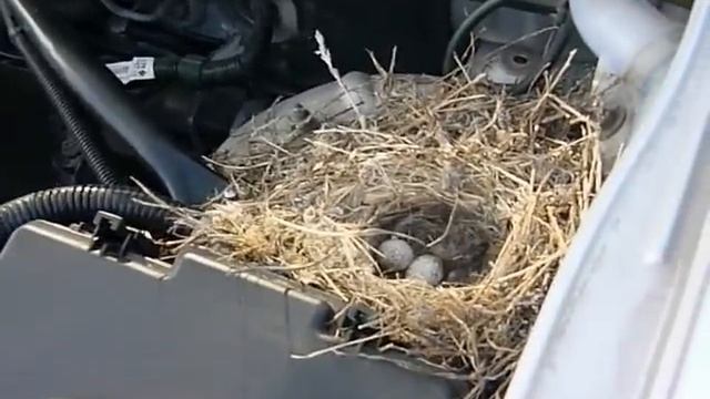 Прикол на Читинской барахолке смотреть онлайн