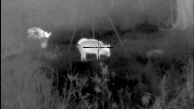 Texas Hogs on Pulsar Thermion XP50 смотреть онлайн