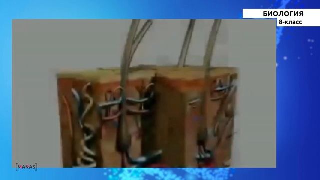 8 класс - КГ - Биология - №8 - Угуу органдарынын түзүлүшү жана кызматы. Угуунун бузулушун алдын алу смотреть онлайн