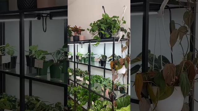 Turn your dreams into reality. Here’s a quick tour of my crazy plant shop смотреть онлайн