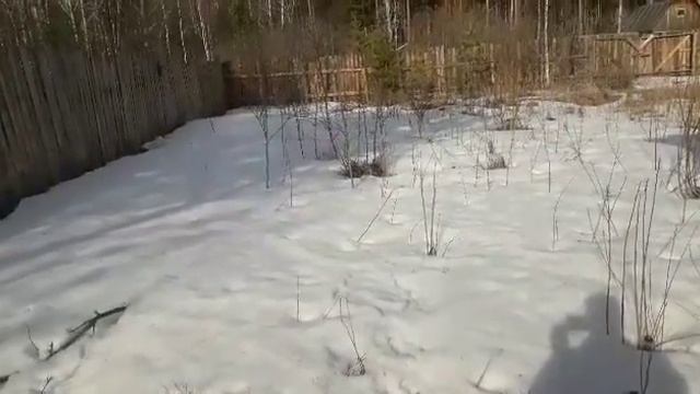 Продаем маленьких поросят венгерская мангалица. смотреть онлайн