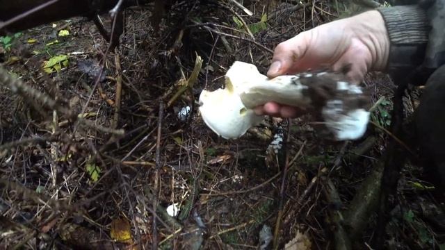 ГРИБНОЙ БУМ!!! Море белых грибов в незнакомом месте!!! смотреть онлайн