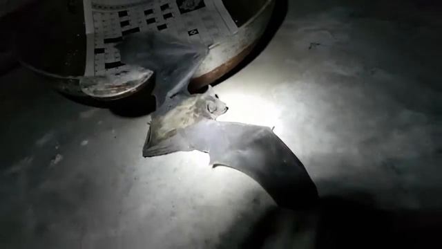 В квартиру на 16ый этаж залетела летучая мышь 1 смотреть онлайн