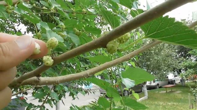 Врожай 5-літньої шовковиці смотреть онлайн