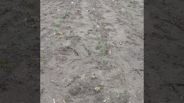 Крокусы - Шафран урожай 2019 смотреть онлайн