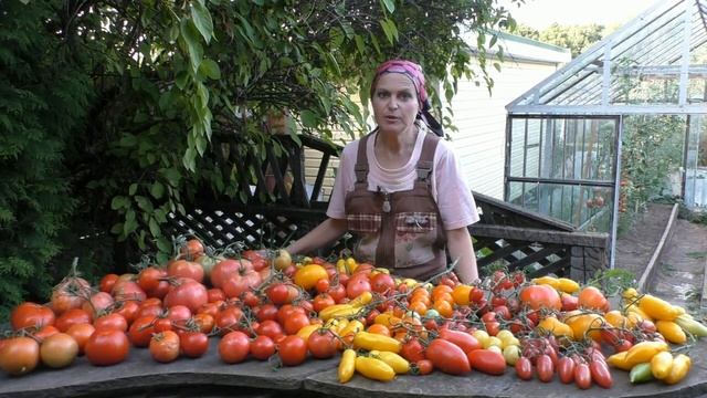 Урожайные томаты для средней полосы смотреть онлайн