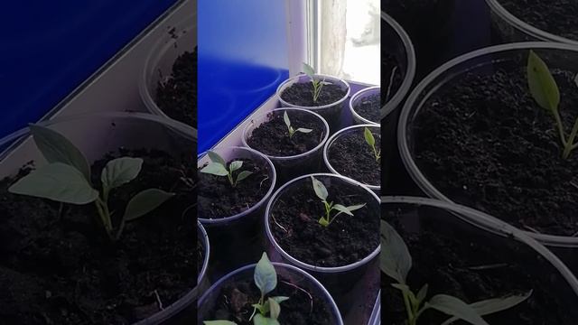 Перец Пепперончини Greek смотреть онлайн