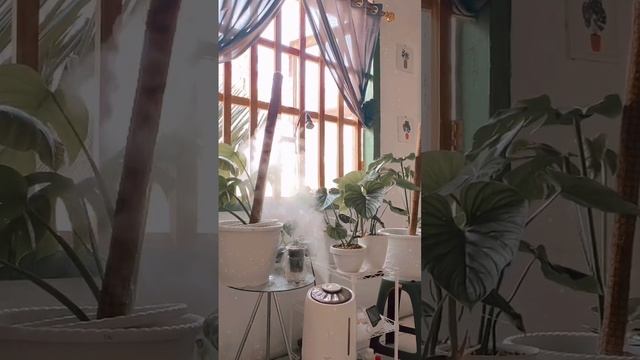 Humidifier on my plant, let's chill monstera deliciosa, anthurium смотреть онлайн