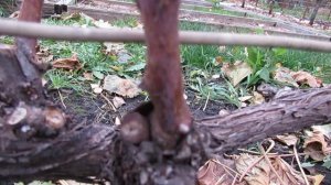 2 ноября 2022 года. Простейшая осенняя обрезка куста винограда укрывной формы!