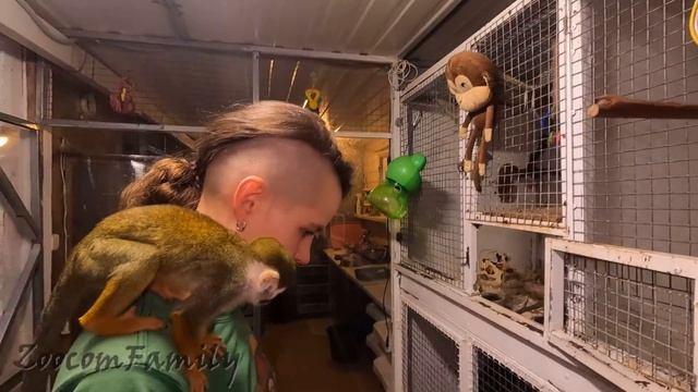 Зачем обезьянам перья? Monkey toys смотреть онлайн