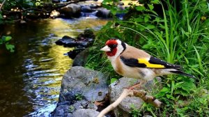 Щегол - Пение щегла  Goldfinch  Chardonneret