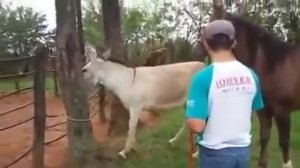 жеребец засадил лошадки