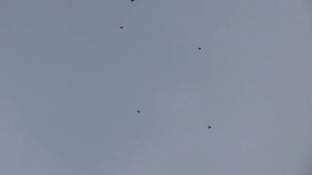 Полеты голубей 20.01.17 (Сизые белохвостые) смотреть онлайн