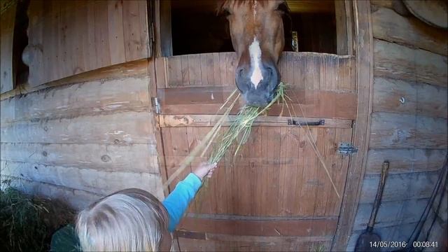 Лошади,Голландская пони...Дача, ХОЗДВОР . Любимая дочка)Horses,Dutch ponies.The backyard. Daughter) смотреть онлайн