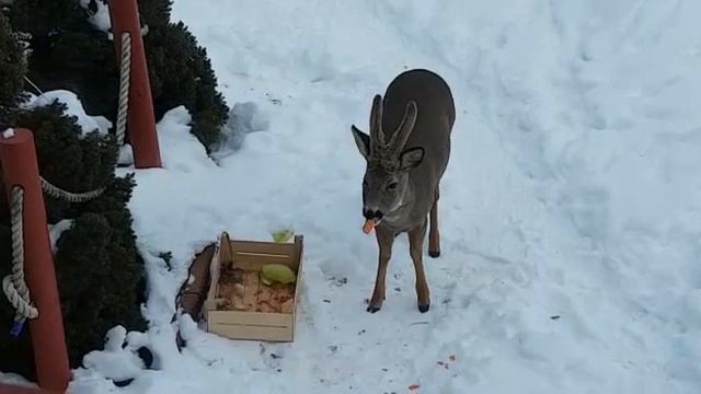 Как приручить лесного зверя?  Вернись ко мне олень...