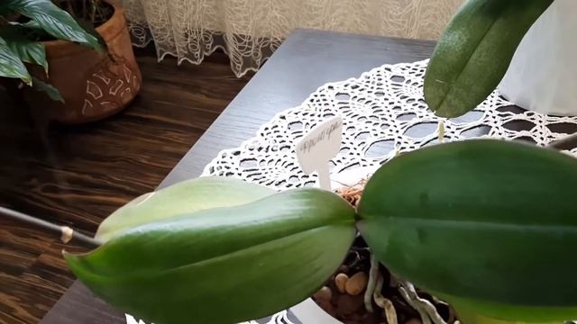 Орхидея отцвела, дальнейшие действия. смотреть онлайн
