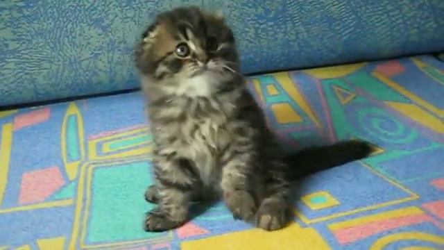 шотландский вислоухий котенок смотреть онлайн