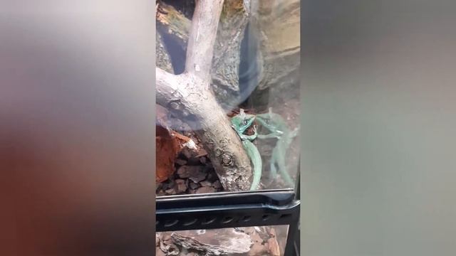 Кострома,,Экзотариум смотреть онлайн