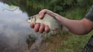 Дед таскал карася мешками! Перед рыбалкой он покупал в аптеке это! Рыбий жир для активации клева ры