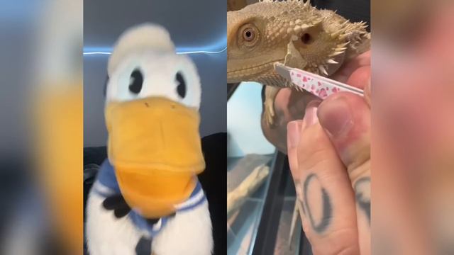 Donald Ducc REACTS To POPPY PLAYTIME TikToks! 7 смотреть онлайн