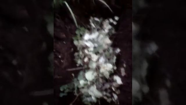 Как сделать грядку под малину смотреть онлайн