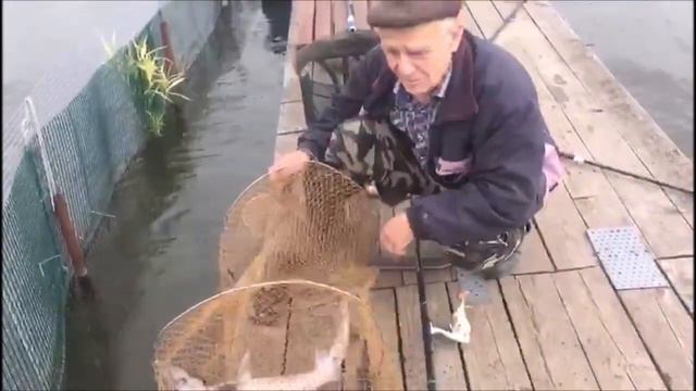 Осетр на плотву! Клевое место, д. Савельево смотреть онлайн
