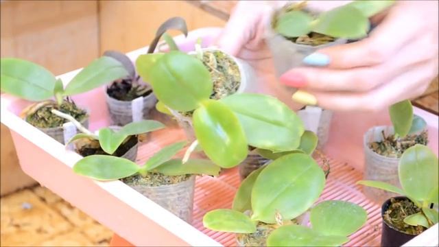 Пересадка орхидей из сфагнума в кору. Часть 1 смотреть онлайн