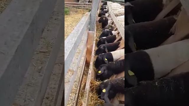 Кормление овец Дорпер Часть 1 смотреть онлайн