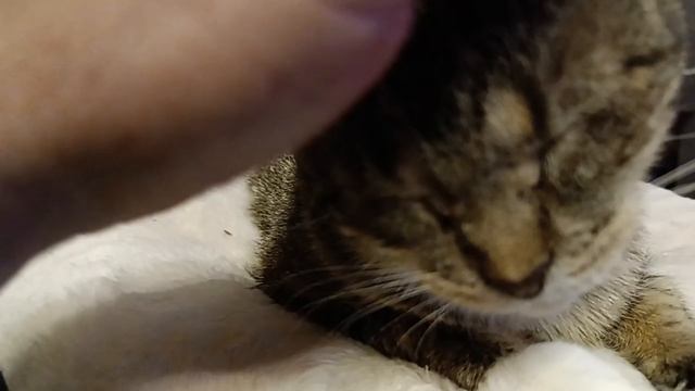 Малышка 1-я. История спасения. смотреть онлайн