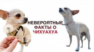 НЕВЕРОЯТНЫЕ ФАКТЫ О ЧИХУАХУА