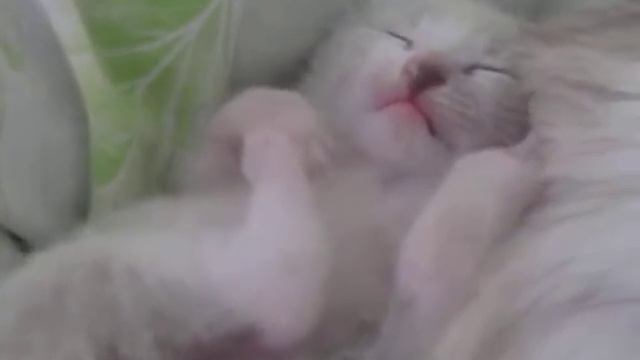 Спящий котёнок смотреть онлайн