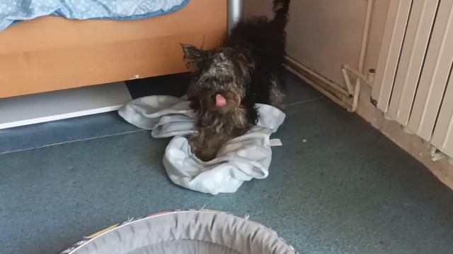 Пришло время искупать нашего пёсика и вот как мы это делаем в домашних условиях. смотреть онлайн