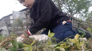 Как ХАЛЯЛ зарезать петуха. 16+