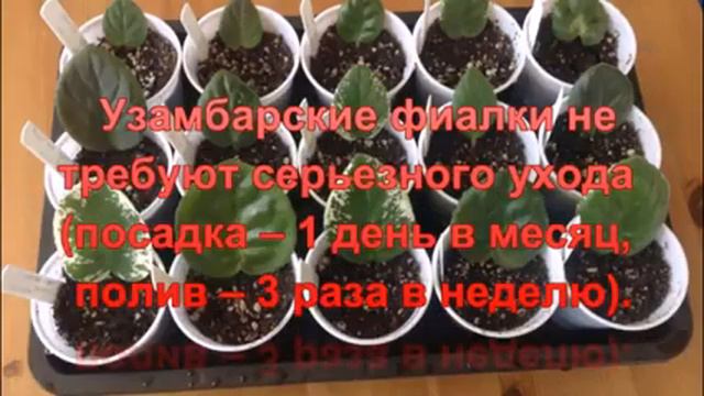 Бизнес для женщин. смотреть онлайн