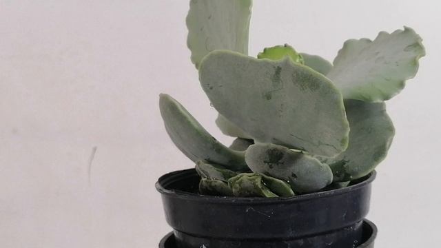 cotyledon undulata cuidados donsuculento смотреть онлайн