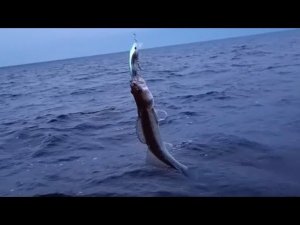 Рыбалка на Ладоге(первый день), ищем крупного судака.