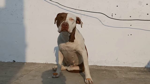 Dog Tested With ParleG | Patience Test of Pitbull 😂😂 смотреть онлайн