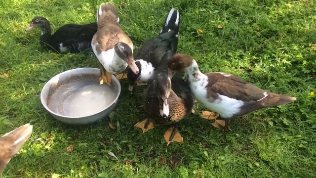 мускусная утка 70 дней смотреть онлайн