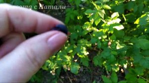 Вы видали КАК РАСТЕТ ИРГА? ??