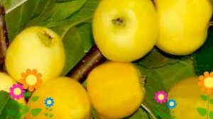 Яблоня домашняя Китайка золотая ранняя. Краткий обзор, описание характеристик, где купить саженцы