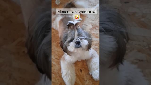 Адель уже 6 месяцев 🐶 #шитцу #щенок #щенокшитцу #собака #шитцулучшиесобаки #хулиган смотреть онлайн