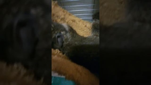 Белочки дегу спят на гамаке смотреть онлайн