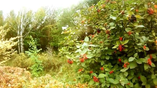 Осень 2011 смотреть онлайн